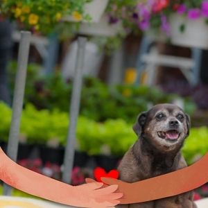 Meet your Posher, Tracy